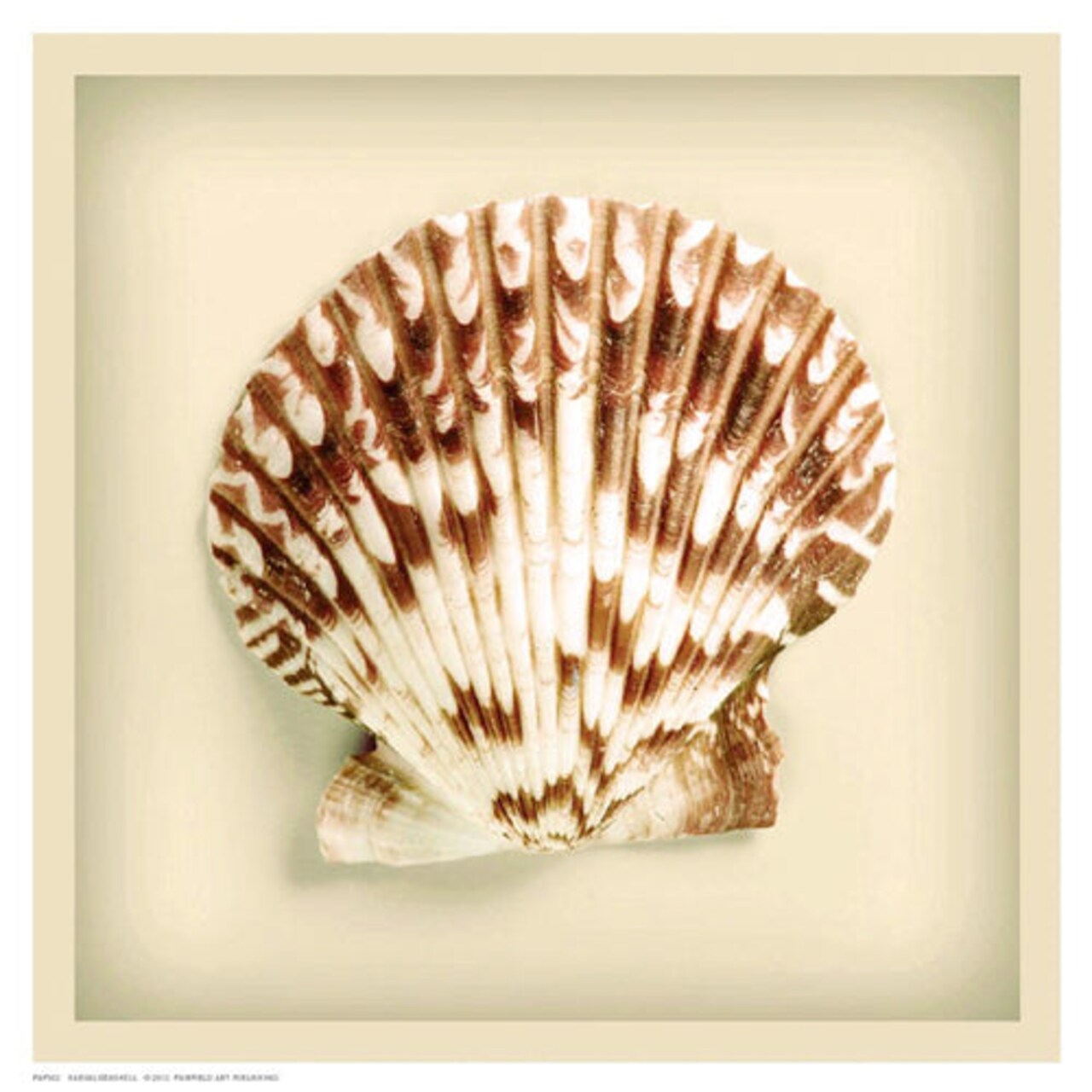 Radial Seashell by Anon Wall Art Décor 8 1/2 x 8 1/2 Art Print